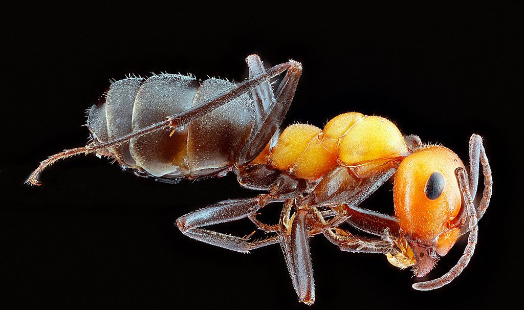 Ant Control service in South Bend, IN