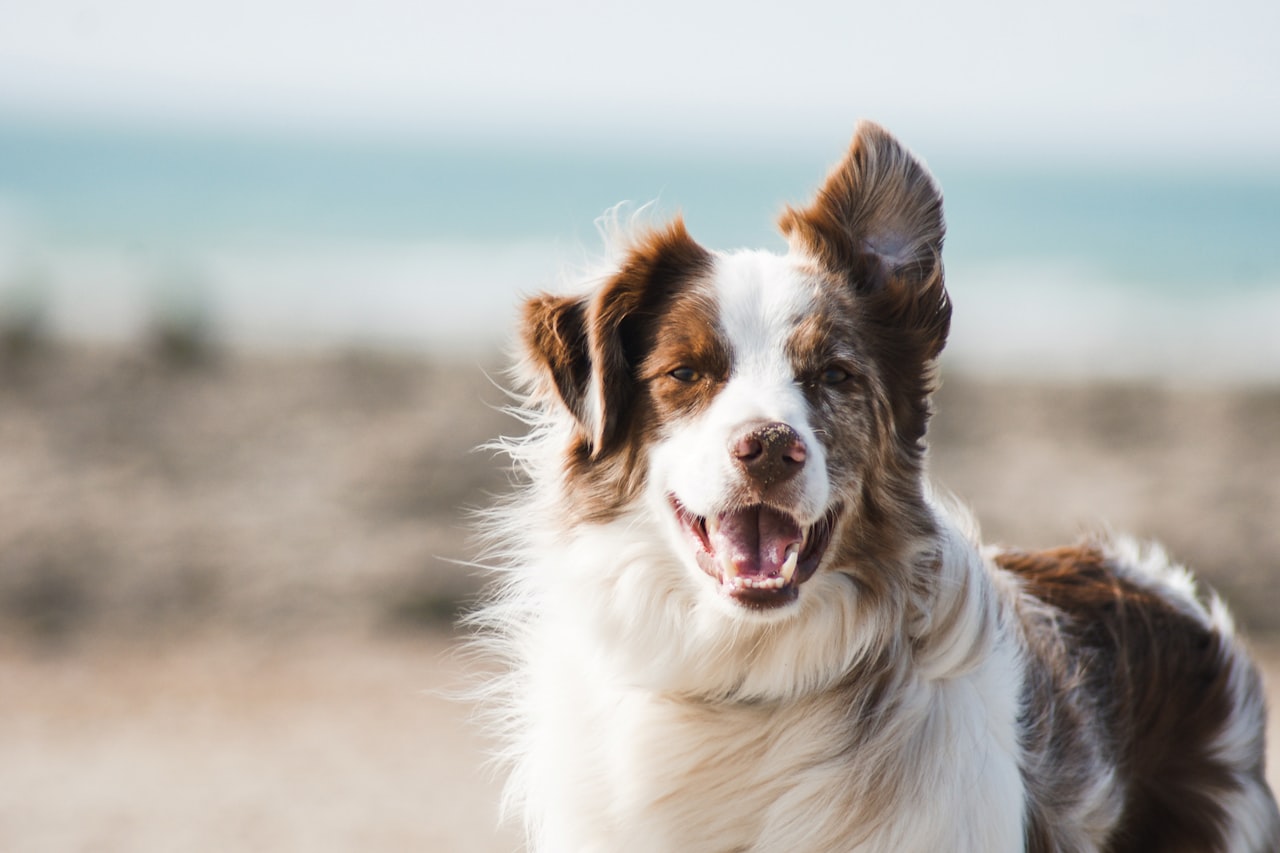 Flea & Tick Control service in South Bend, IN