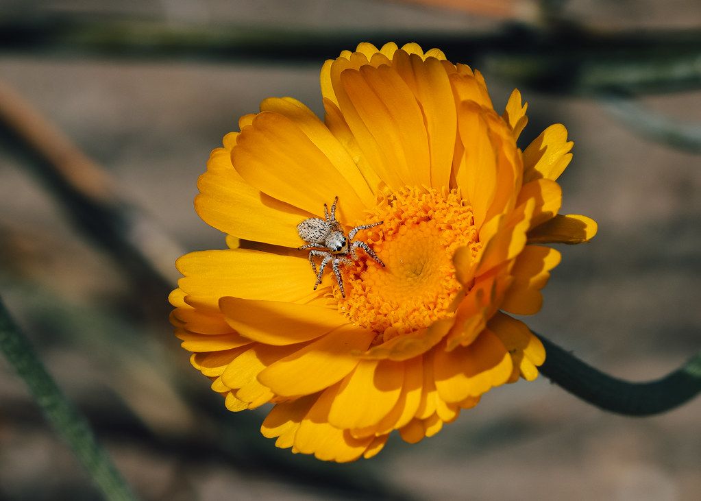 Spider Control service in South Bend, IN